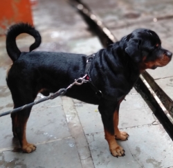 DogsIndia.com - Rottweiler for Adoption (Sanjay)