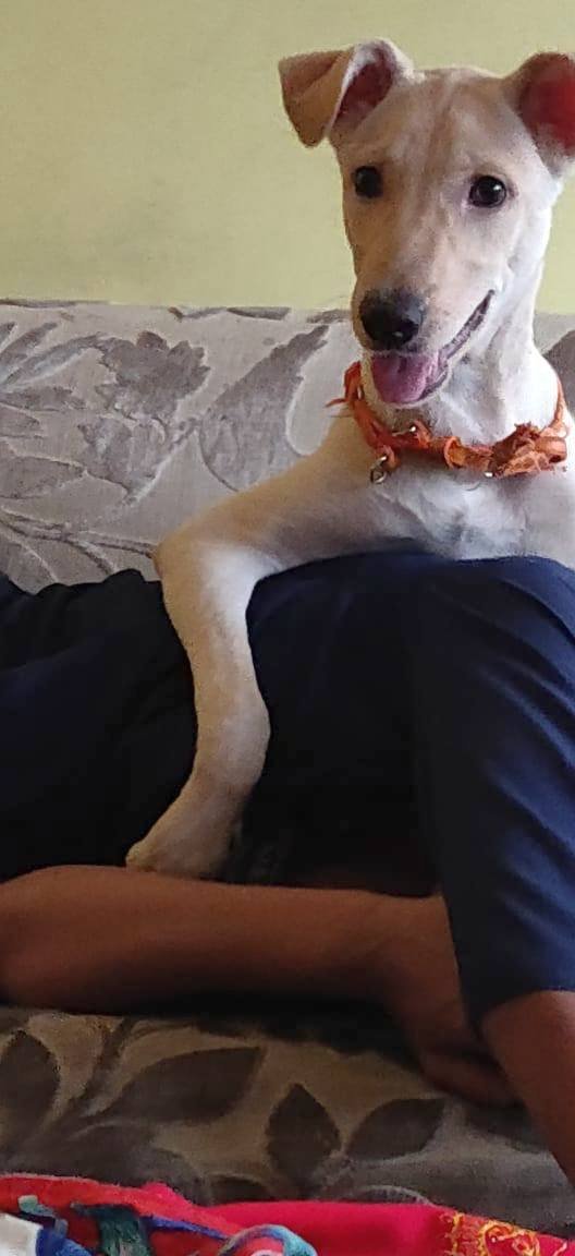 DogsIndia.com - Adoption - Puppy from Usha - Delhi