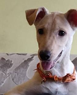 DogsIndia.com - Adoption - Puppy from Usha - Delhi