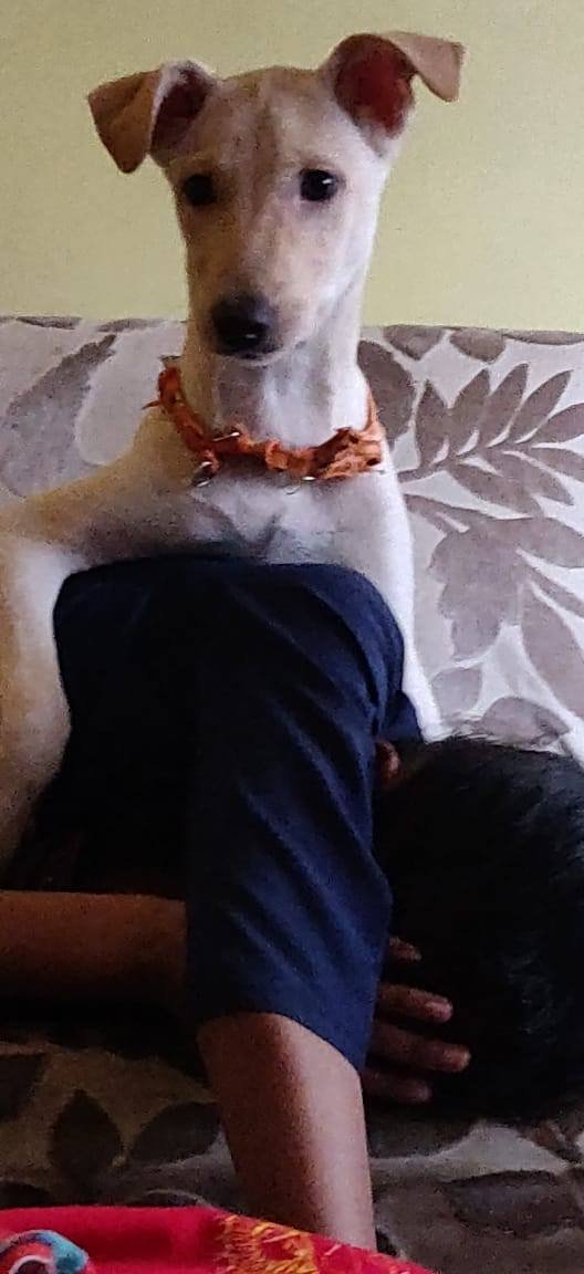 DogsIndia.com - Adoption - Puppy from Usha - Delhi