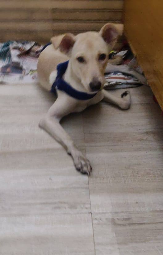 DogsIndia.com - Adoption - Puppy from Usha - Delhi
