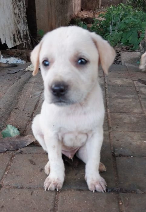 DogsIndia.com - Adoption - Vijay - Bangalore