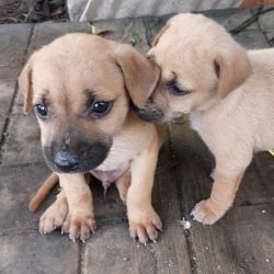 DogsIndia.com - Adoption - Vijay - Bangalore
