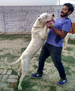 DogsIndia.com - Grown-Up Dogo Argentino - Aatif