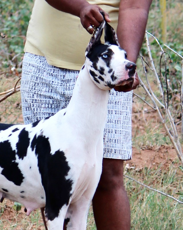 DogsIndia.com - Great Dane - Mayaa's Kennels