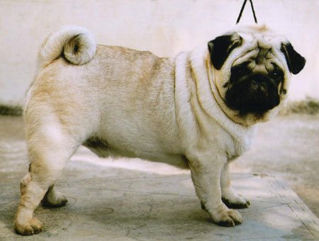 pug adults pug pictures to pin on pinsdaddy pug adults pug pictures to pin on pinsdaddy