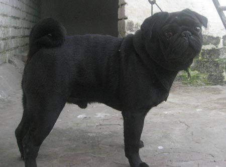 Adult Pug Dr. Ravi
