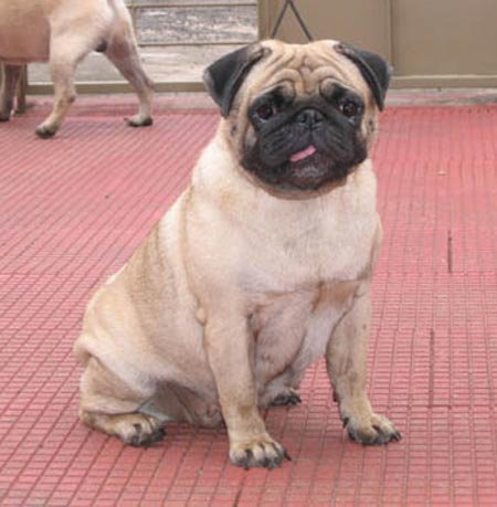 pug adults pug pictures to pin on pinsdaddy pug adults pug pictures to pin on pinsdaddy