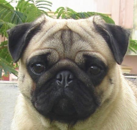 pug adults pug pictures to pin on pinsdaddy pug adults pug pictures to pin on pinsdaddy