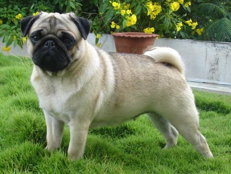 pug adults pug wrinklepunch pugs pug adults pug wrinklepunch pugs