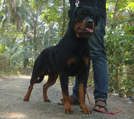 rottweiler adults rottweiler capecom rottweiler adults rottweiler capecom