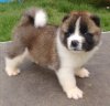 DogsIndia.com - Akita - Dr.Narendra