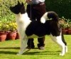 DogsIndia.com - Akita - Vikas
