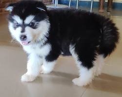 DogsIndia.com - Alaskan Malamute - Short Faced Wolves Kennel - Rahul