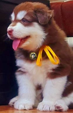 DogsIndia.com - Alaskan Malamute - Vikrant Shokeen