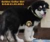DogsIndia.com - Alaskan Malamute - Shokeen - Vikrant