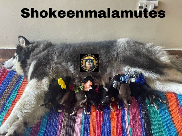 DogsIndia.com - Alaskan Malamute - Vikrant Shokeen