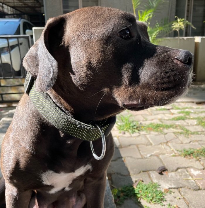 DogsIndia.com - American Bully - Rohit