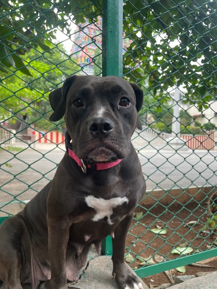 DogsIndia.com - American Bully - Rohit