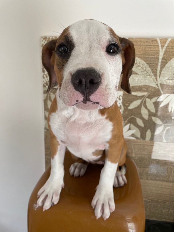 DogsIndia.com - American Bully - Rohit