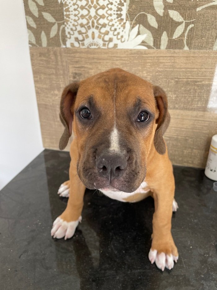 DogsIndia.com - American Bully - Rohit