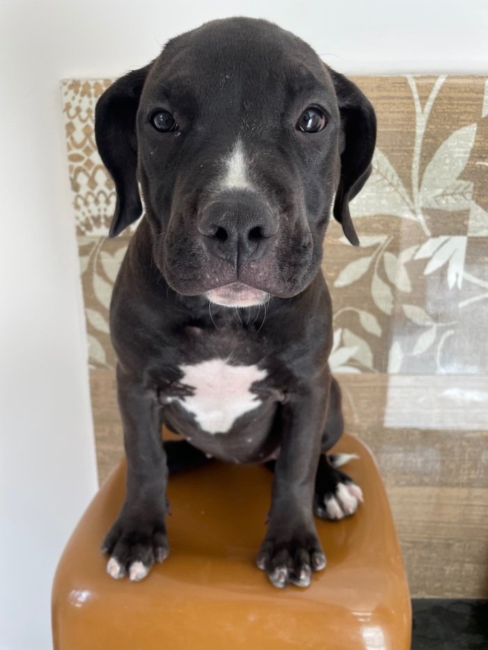 DogsIndia.com - American Bully - Rohit