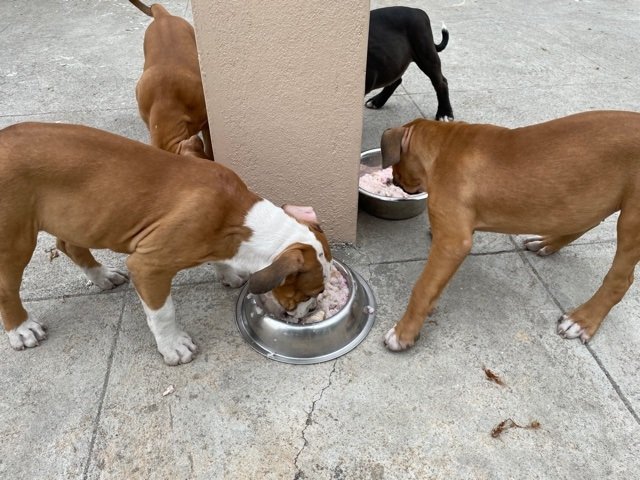 DogsIndia.com - American Bully - Rohit