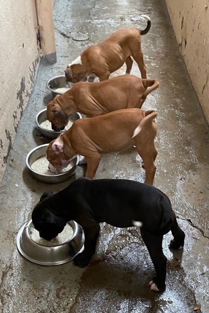 DogsIndia.com - American Bully - Rohit