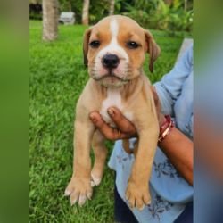 DogsIndia.com American Bully Rohit