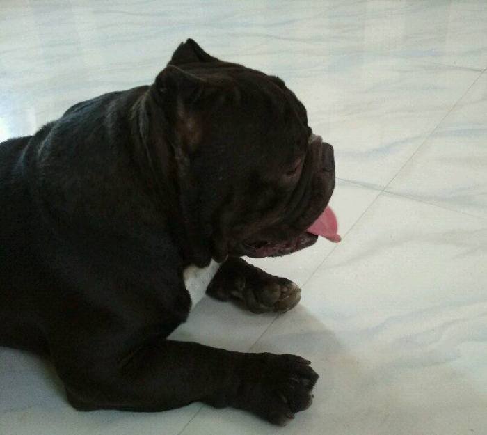 DogsIndia.com - American Bully - Utkarsh Singh