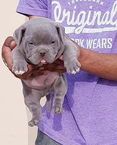 DogsIndia.com - American Bully - Utkarsh Singh