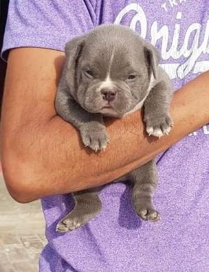 DogsIndia.com - American Bully - Utkarsh Singh