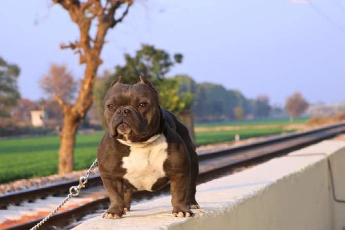 DogsIndia.com - American Bully - Utkarsh Singh