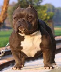 DogsIndia.com - American Bully - Utkarsh Singh