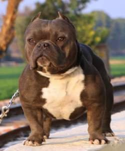 DogsIndia.com - American Bully - Utkarsh Singh