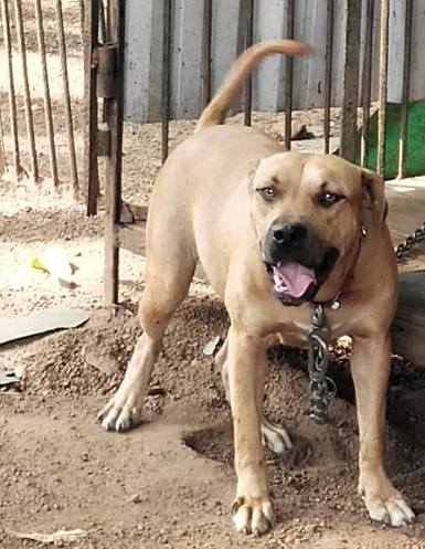 DogsIndia.com - American Pit Bull Terrier - Prince Mohan