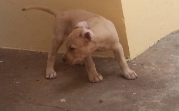 DogsIndia.com - American Pit Bull Terrier - Prince Mohan