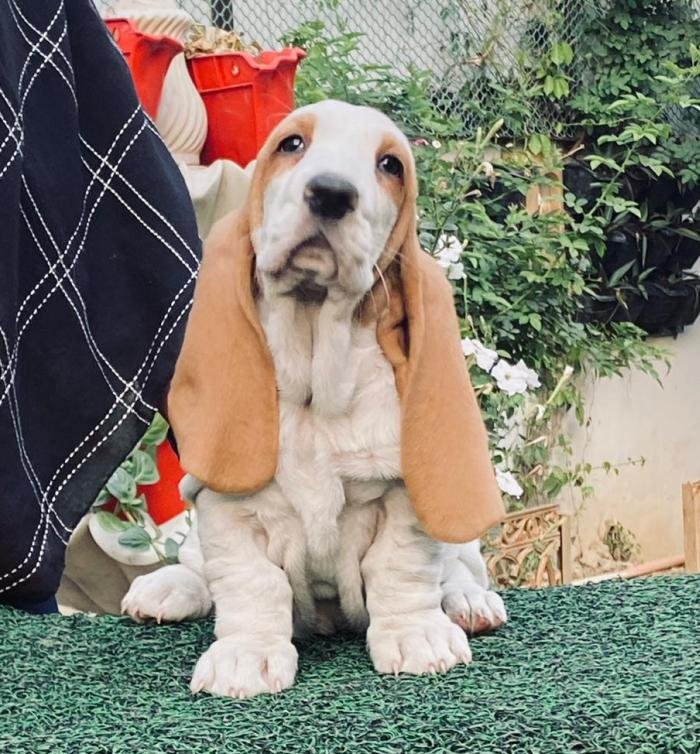 DogsIndia.com - Basset Hound - Priya Mulani Bhandari
