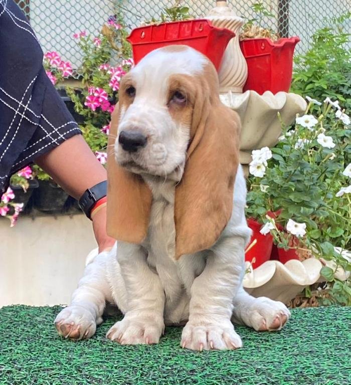 DogsIndia.com - Basset Hound - Priya Mulani Bhandari