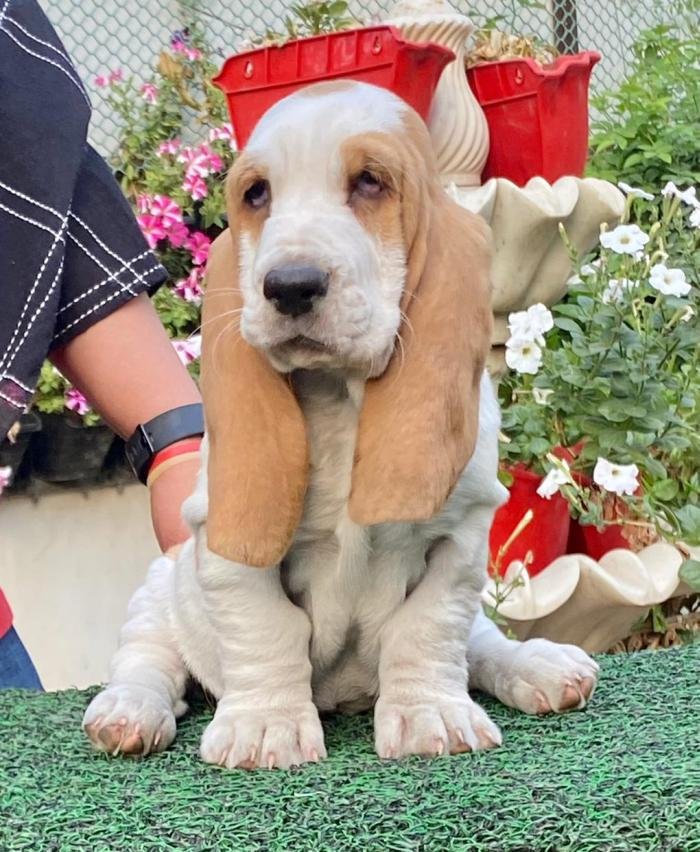 DogsIndia.com - Basset Hound - Priya Mulani Bhandari