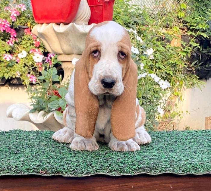 DogsIndia.com - Basset Hound - Priya Mulani Bhandari