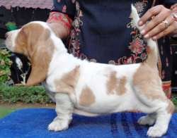 DogsIndia.com - Basset Hound - Winters Hill Kennel