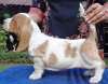 DogsIndia.com - Basset Hound - WinterHills Kennel
