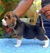 DogsIndia.com - Beagle - Adrish Beagles - Tennison