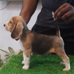 DogsIndia.com - Beagle - Adrish Beagles - Tennison