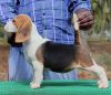 DogsIndia.com - Beagle - Marathon Riders - Amith Walton