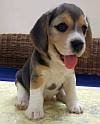 DogsIndia.com - Beagle - Anirudh