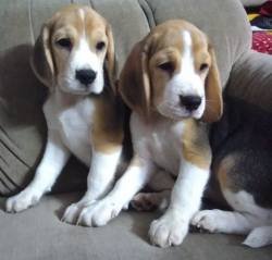 DogsIndia.com - Beagle - Anirudh