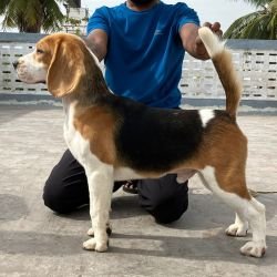DogsIndia.com - Beagle - Bigben - Sharma Ramesh