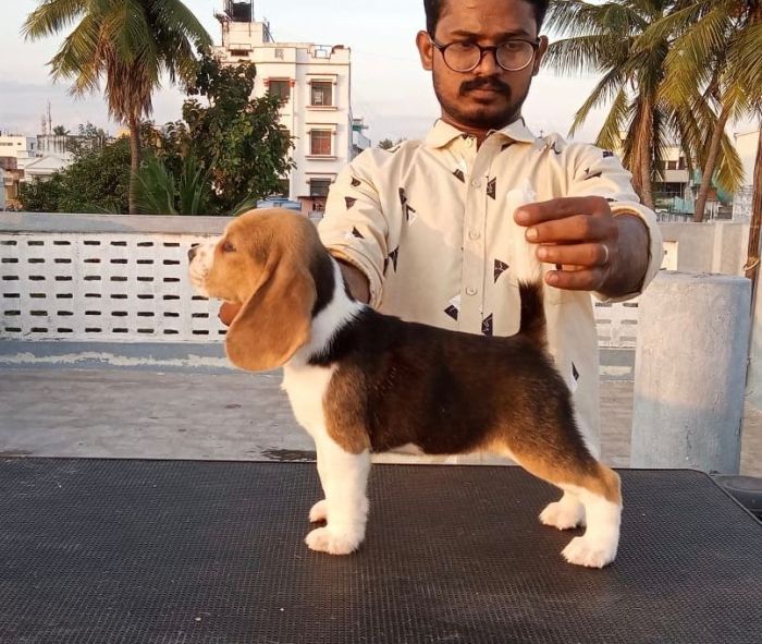 DogsIndia.com - Beagle - Bigben - Sharma Ramesh